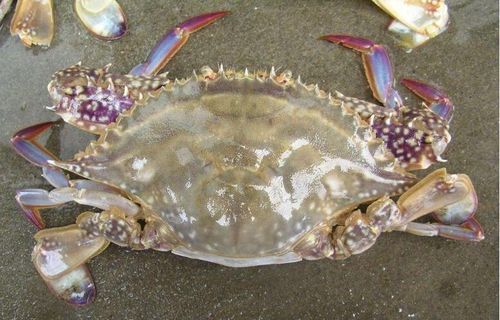 活的梭子蟹怎么保存