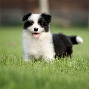 ​边牧好养吗？边境牧羊