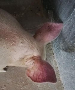 ​猪的耳朵像什么形状,动物的耳朵像什么