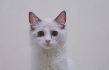 猪的耳朵像什么形状,动物的耳朵像什么图3