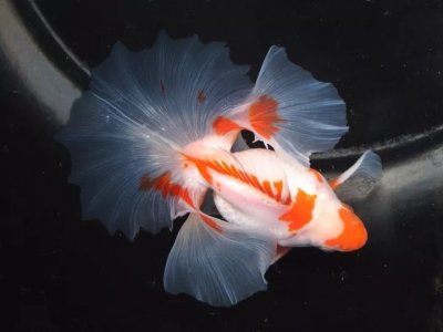 ​金鱼在家怎么养？家中