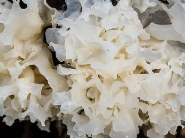 银耳不焯水能吃,银耳是需要焯水吗?图3