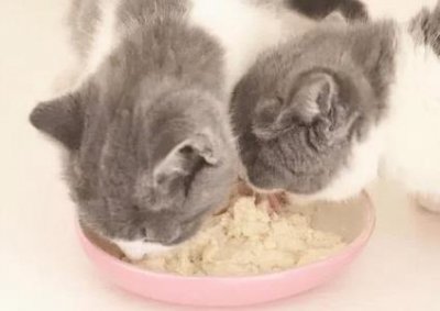 ​赤链蛇分布地区，赤链