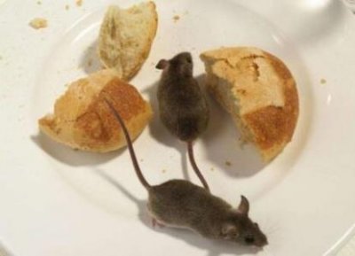 ​错怪了老鼠颠覆性新研