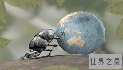 ​世界最强壮的动物，可