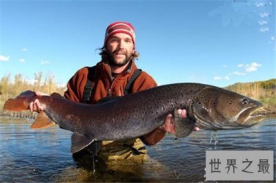 ​世界上最大的哲罗鲑，