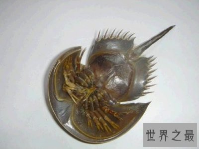 ​世界上唯一的蓝血海洋