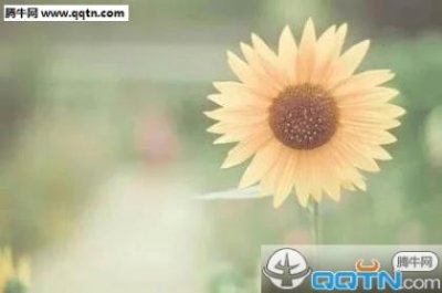 ​艾米山楂树之恋经典语