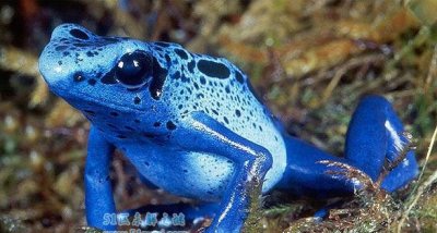 ​钴蓝箭毒蛙:荧光蓝色皮
