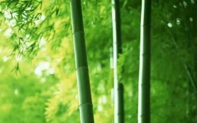 ​原来，这就叫“竹子定