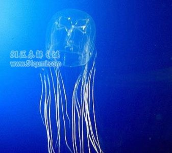 ​细数世界十大最毒生物