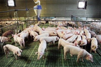 ​养猪户一定要知道的常