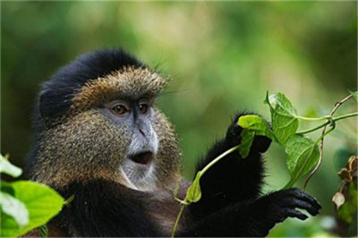 ​短肢猴：身材兴盛给人