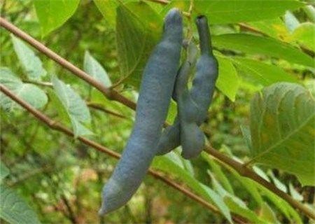 世界上最奇葩的水果猫屎瓜，你会选择食用吗？