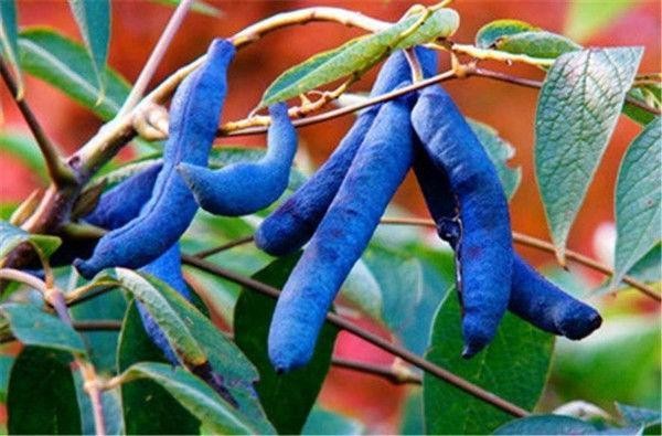 世界上最奇葩的水果猫屎瓜，你会选择食用吗？