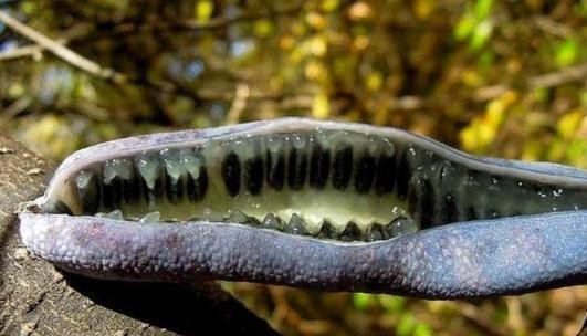 世界上最奇葩的水果猫屎瓜，你会选择食用吗？