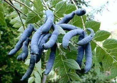 ​世界上最奇葩的水果猫