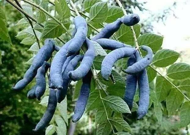 世界上最奇葩的水果猫屎瓜，你会选择食用吗？