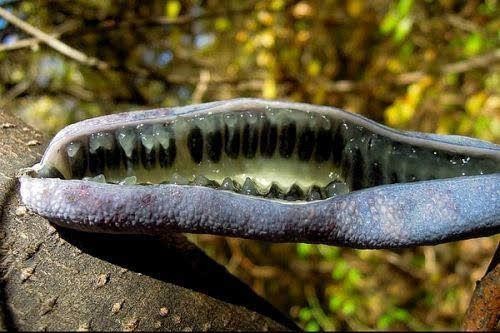 世界上最奇葩的水果猫屎瓜，你会选择食用吗？