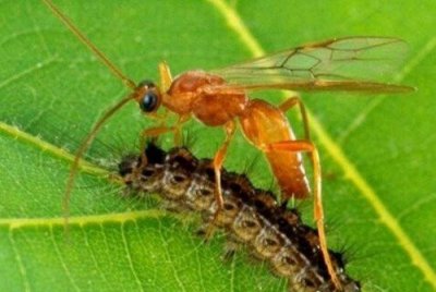 ​黄蜂幼虫的宿主僵尸毛