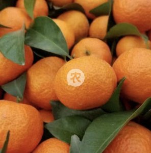 ​沙糖桔价格略有回升，