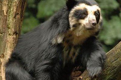 ​眼镜熊:南美独一创造的