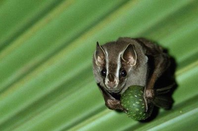 ​筑帐蝠:天然界独片刻干