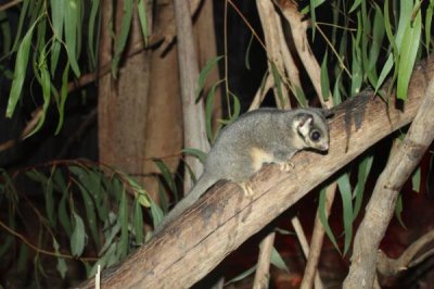​利氏袋貂:有袋类中母系