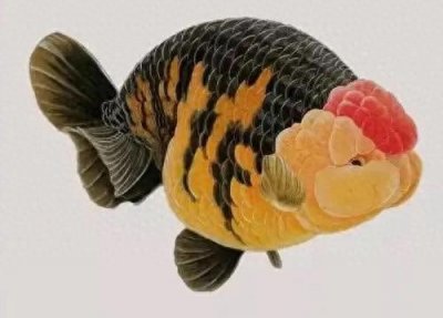 ​新手小白也能养出漂亮