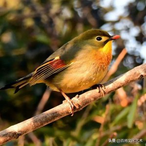 ​「百将文化」红嘴相思