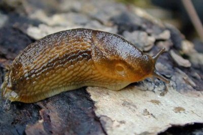 ​鼻涕虫的天敌是什么?笄