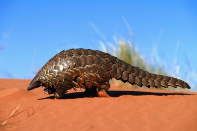 ​穿山甲的天敌是什么?人