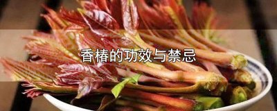 ​香椿的营养价值及功效