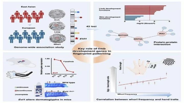 十个斗的男人是怎么样的呢(揭秘指纹密码)