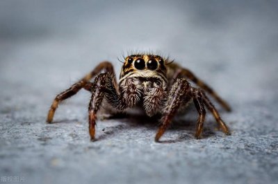 ​蜘蛛会咬人吗？蜘蛛咬