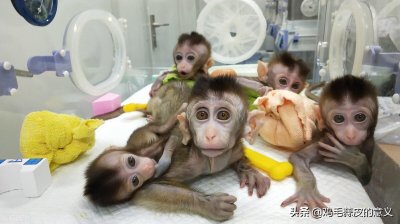 ​克隆人为什么不被允许？