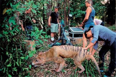 ​袋狼：又名塔斯马尼亚