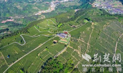 ​十堰竹山：绿水青山茶