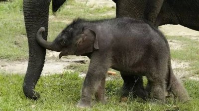 ​新加坡夜间动物园出生