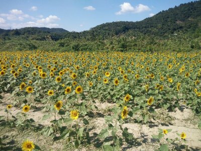 热爱的句子经典语句（不