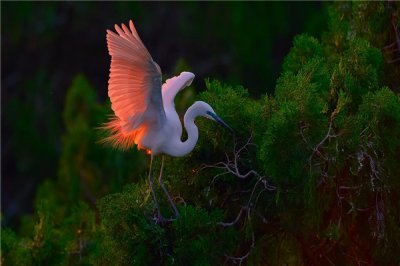 ​表露鹭：成年个别十分