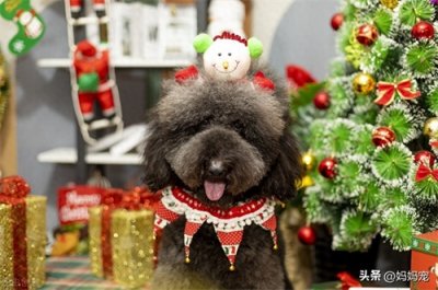 ​大泰迪犬多少钱一只？