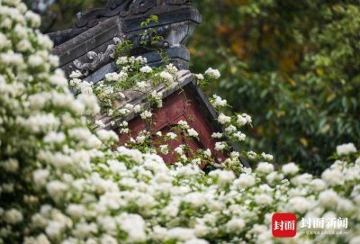 ​看！七里香开成白色花