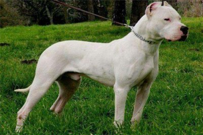 ​猎犬之王是什么 杜高犬