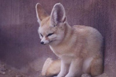 ​地瞅音是什么动物?形状