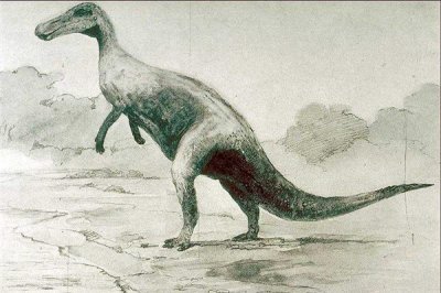 ​纤手龙：接近颌龙科（