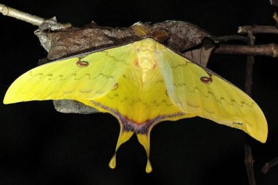 ​华尾大蚕蛾:长有水袖状