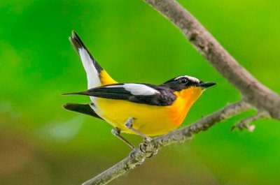 ​白眉姬鹟：长仅11厘米，