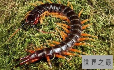 ​盘点世界十大最大的蜈