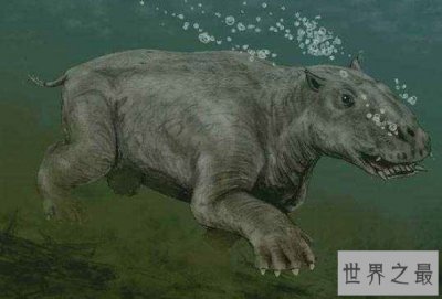 ​史前最大的青蛙，长达